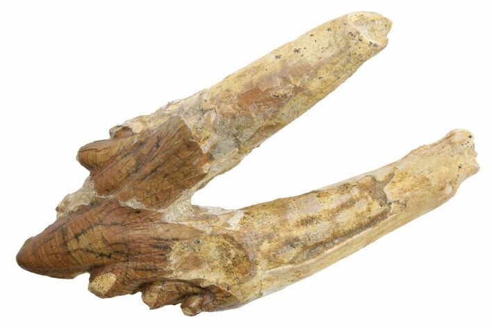 Fossil Primitive Whale (Basilosaur) Premolar Tooth - Morocco #225366